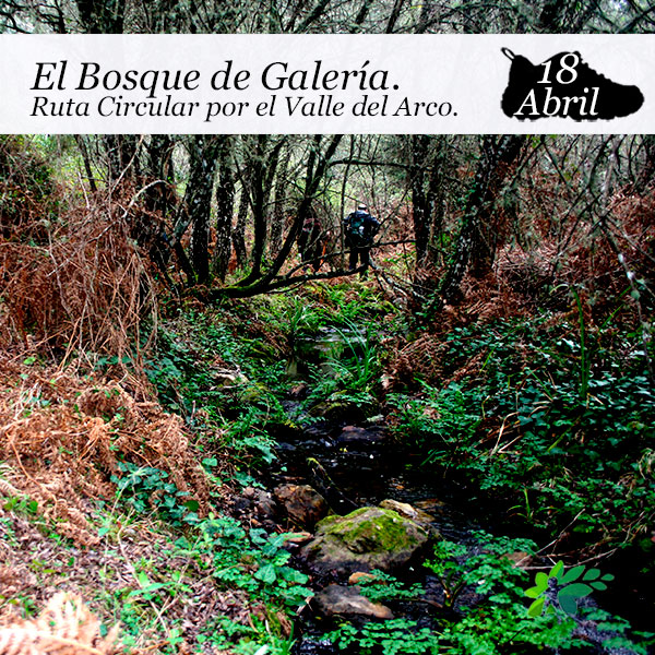 enclave-deportivo-senderismo-bosque-de-galeria2021