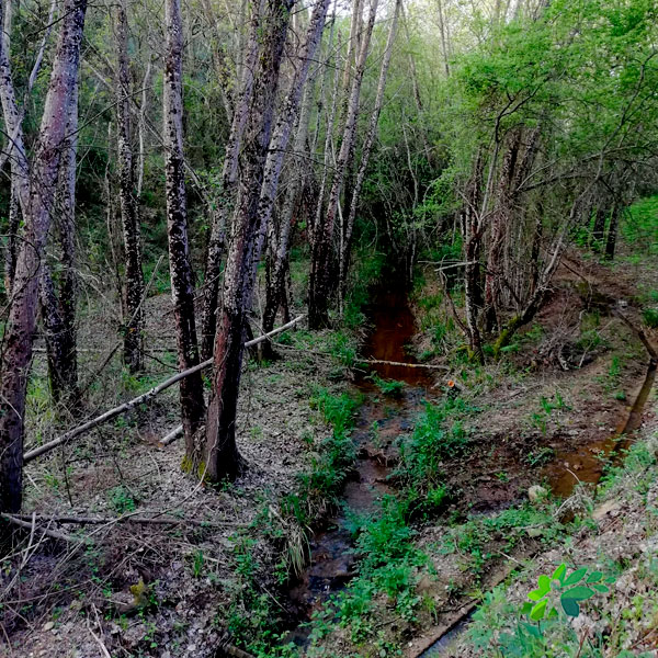 enclave-deportivo-senderismo-bosque-de-galeria22021
