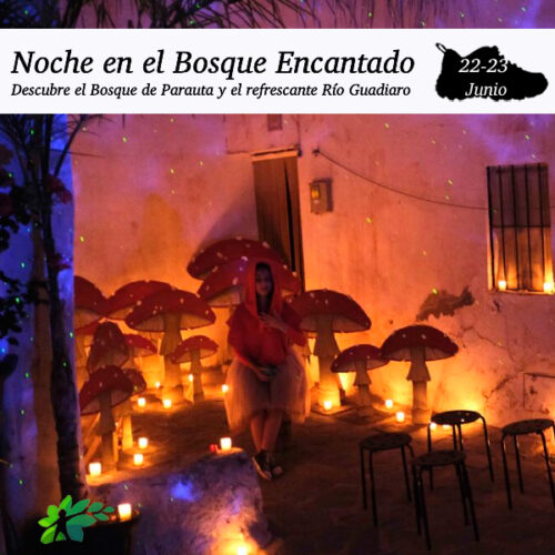 Enclave Deportivo_Noche en el Bosque Encantado_2024