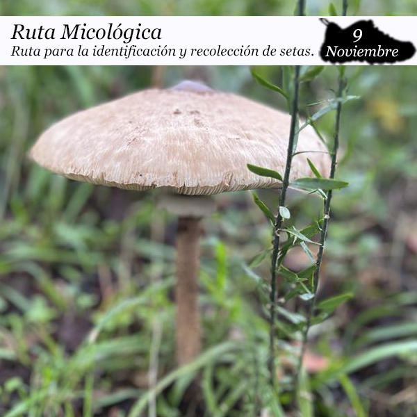 ruta micologica enclave