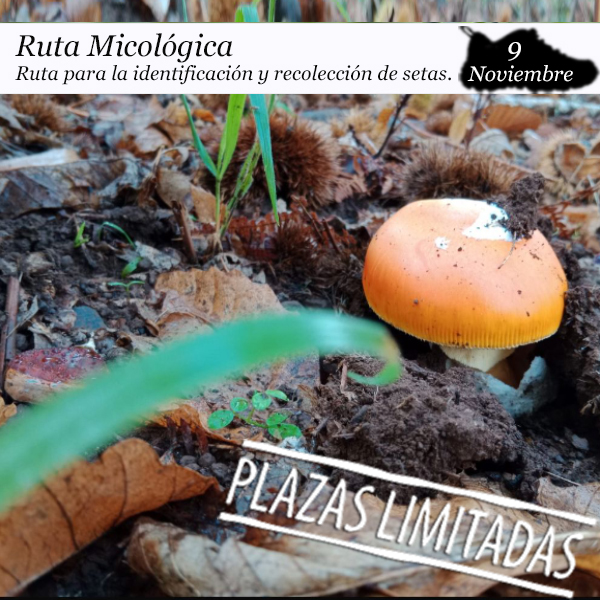 ruta-micologica-enclave-1