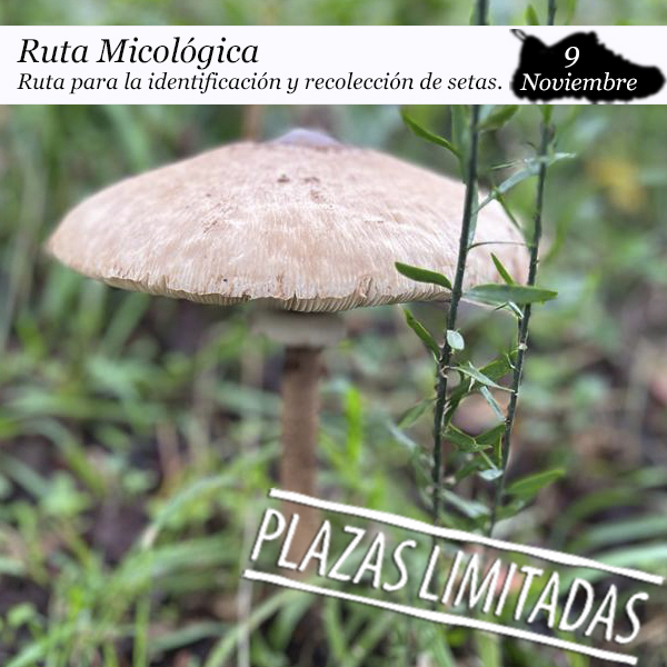 ruta-micologica-enclave-1