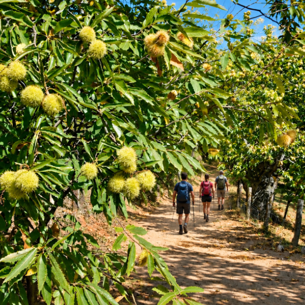 castaños verdes